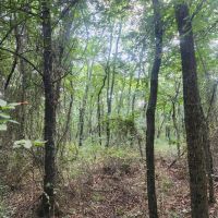 Hwy 271 Acreage images 3