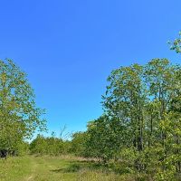 Liberty TX Tract 4 11 Acres Only 15K Down images 5