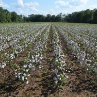 50 Acres in Independence images 2