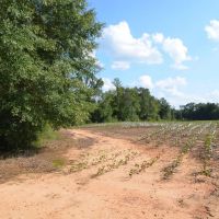 50 Acres in Independence images 4