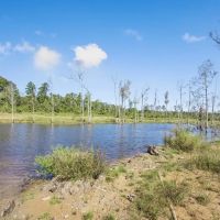 Small Hunting Tract in Amite County MS images 2