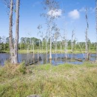 Small Hunting Tract in Amite County MS images 3
