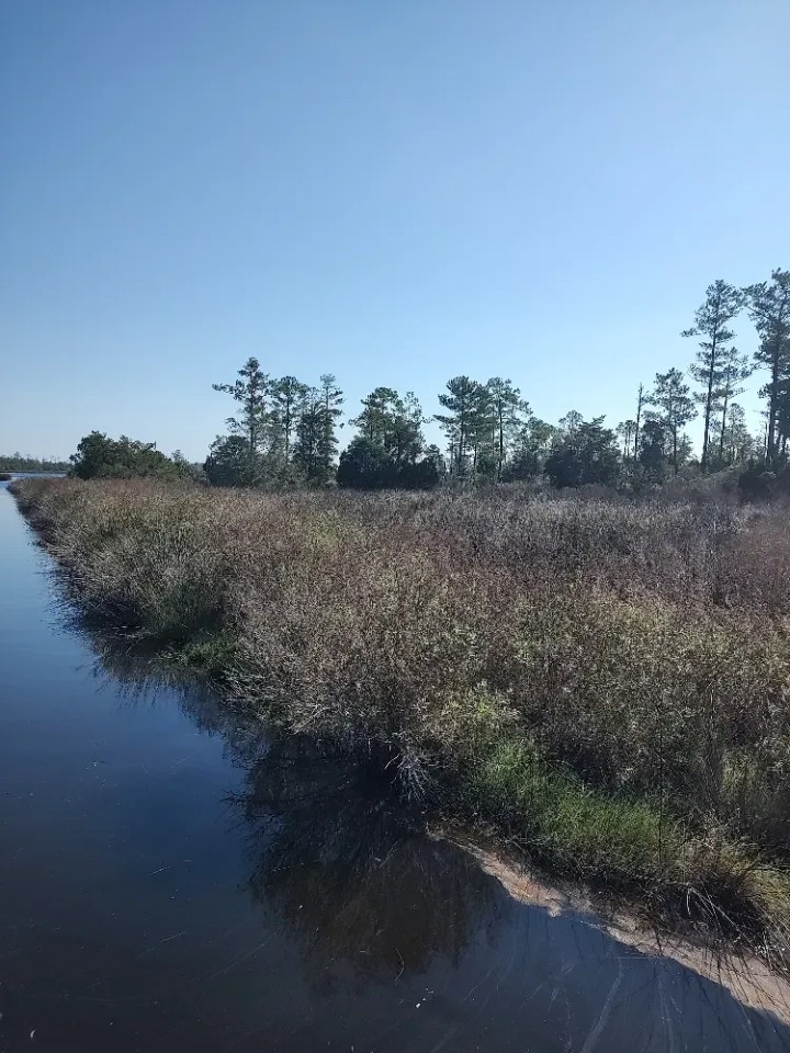 Affordable Hunting Land in Eastern NC featured image