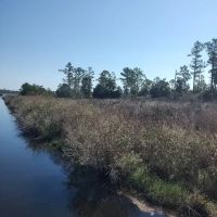 Affordable Hunting Land in Eastern NC