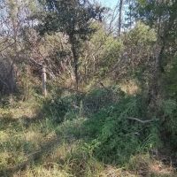 Affordable Hunting Land in Eastern NC images 2
