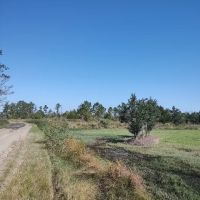 Affordable Hunting Land in Eastern NC images 4