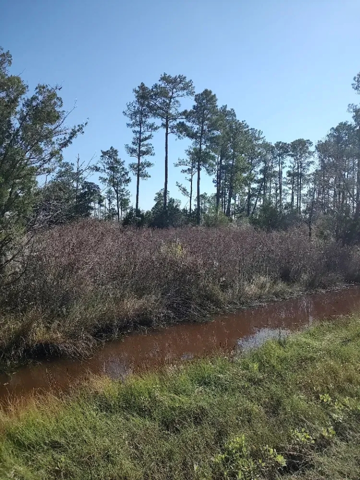 Affordable Hunting Land in Eastern NC Hunting Land for Sale