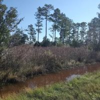 Affordable Hunting Land in Eastern NC images 3
