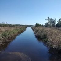 Affordable Hunting Land in Eastern NC images 5