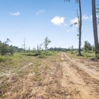 Small Hunting Tract in Amite County MS images 2