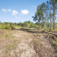 Small Hunting Tract in Amite County MS images 5