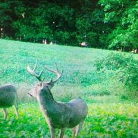 71 Acre Parcel with Tillable Portion Gratiot County MI images 2