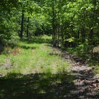 672.7 Acres - Gray Squirrel Ranch Oklahoma Hunting Land images 3