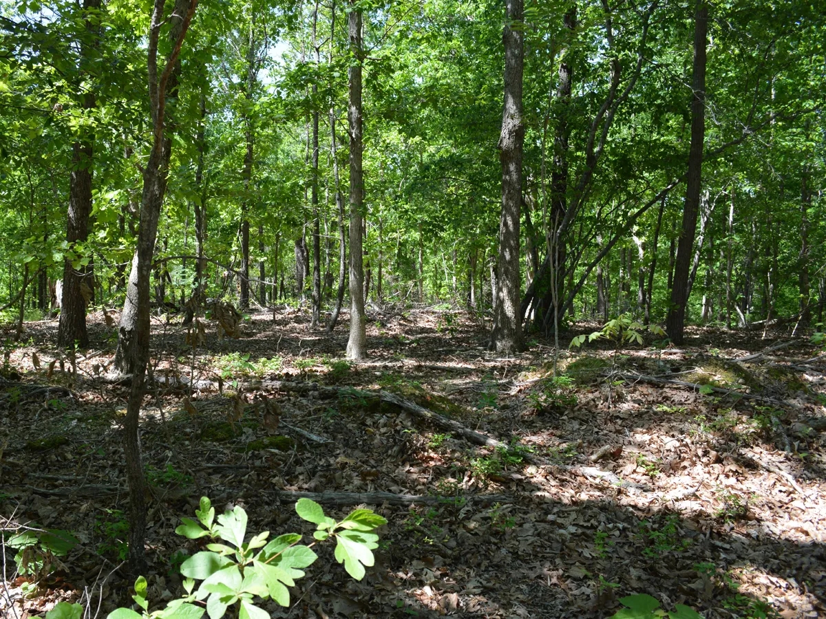 672.7 Acres Gray Squirrel Ranch Oklahoma Hunting Land Hunting Land