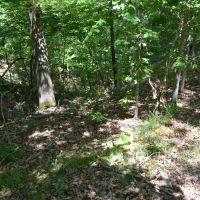 672.7 Acres - Gray Squirrel Ranch Oklahoma Hunting Land images 5
