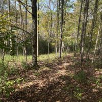 48 acres Hunting Land and Recreational Land in West Almond NY County Road 16 images 3