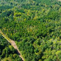 - 16.55 Acre Homesite Lot for Sale in Caswell County NC images 2