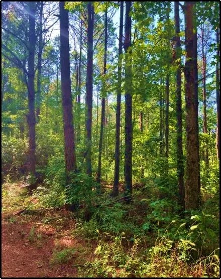 27.28 Acres in Winston County in Louisville MS featured image