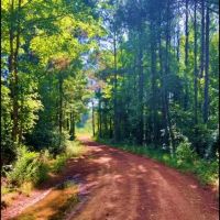 27.28 Acres in Winston County in Louisville MS images 4