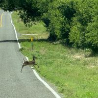90 - Acres Excellent Hunting Recreational Property