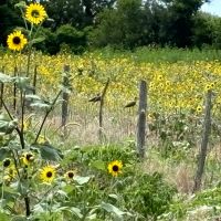 90 - Acres Excellent Hunting Recreational Property images 2