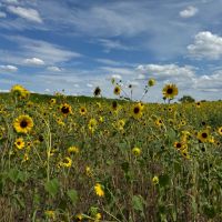 90 - Acres Excellent Hunting Recreational Property images 5