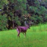 Buck Hollow Farm images 2