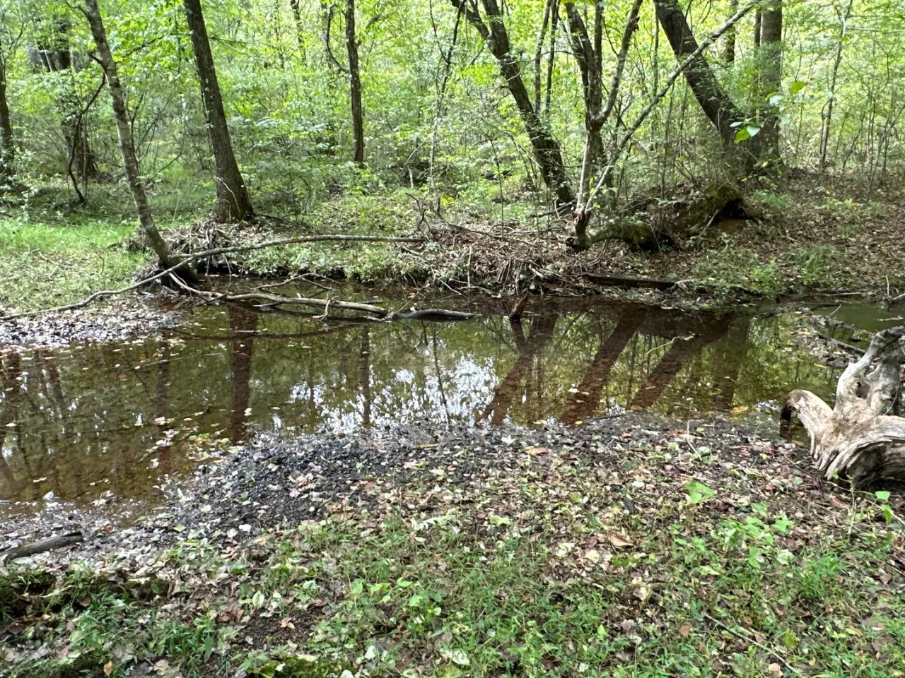 87 AC Teeming with Wildlife Hunting Land for Sale HuntingLocator