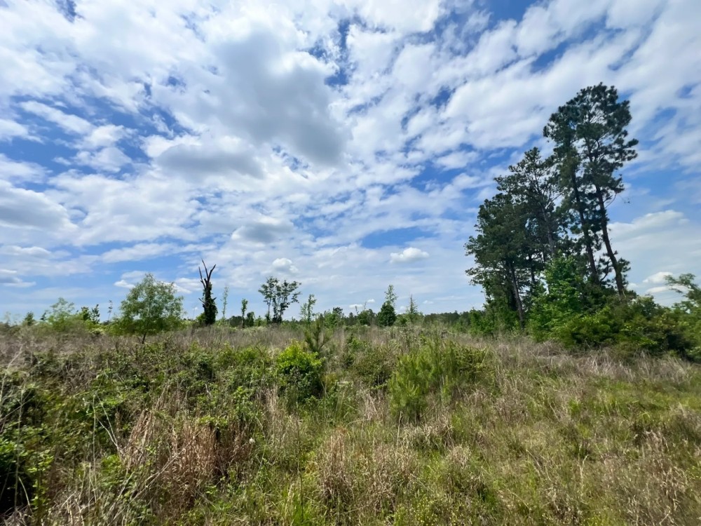 20 Acres in the Desoto National Forest in Wayne County MS featured image