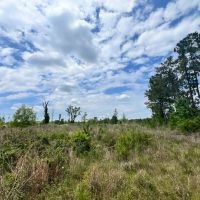 20 Acres in the Desoto National Forest in Wayne County MS
