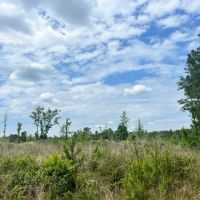 20 Acres in the Desoto National Forest in Wayne County MS images 2