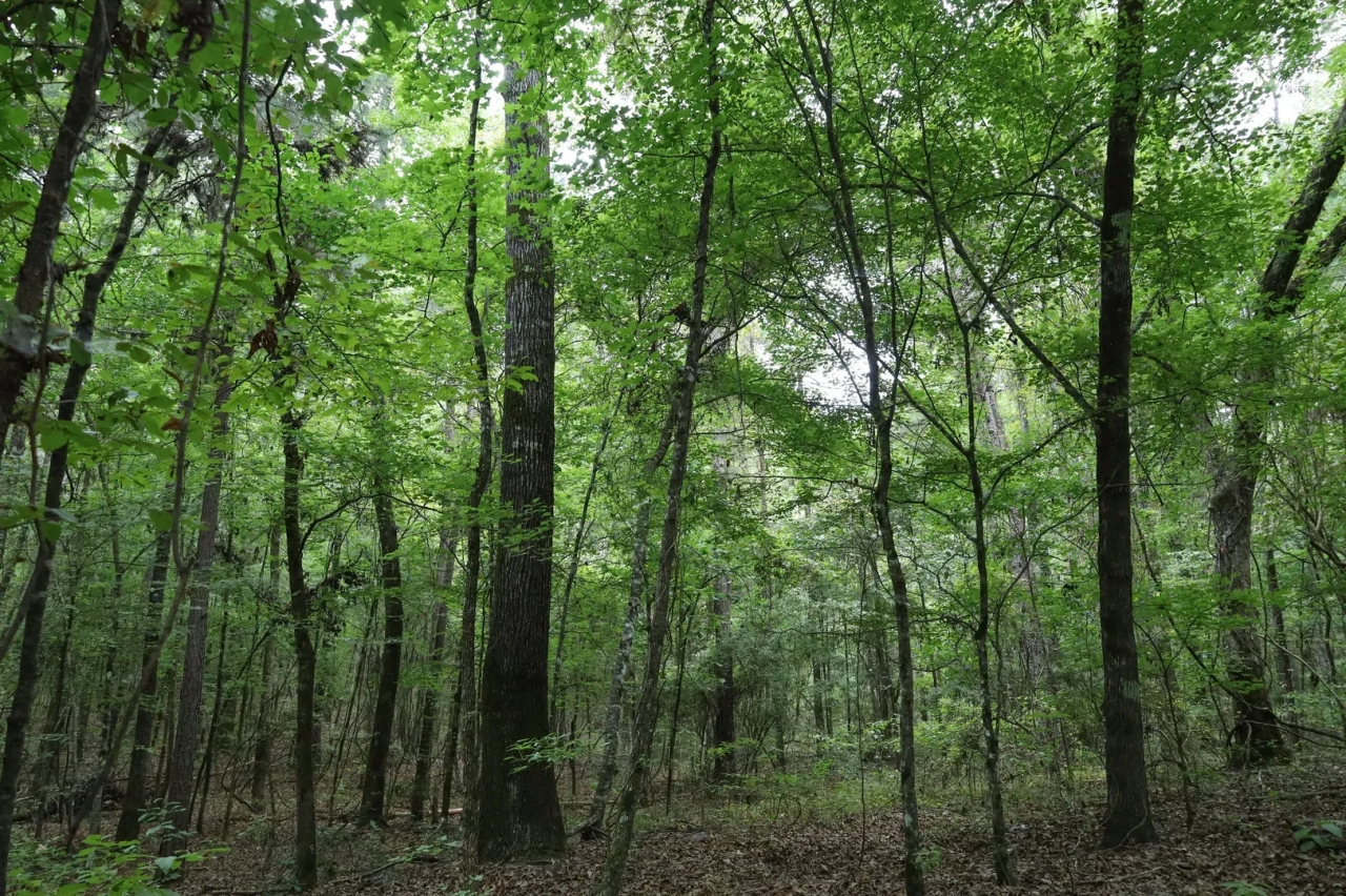 LA Caldwell 9.5 acres Hunting Land for Sale