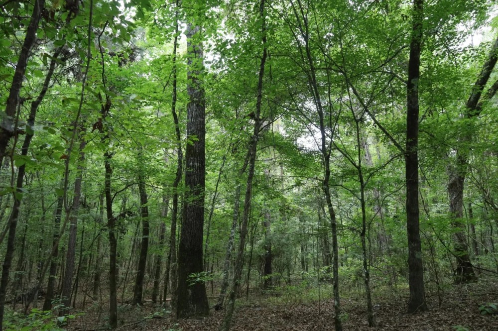 LA - Caldwell 9.5 acres - featured image