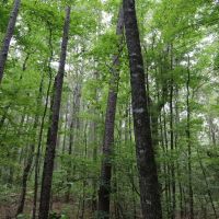 LA - Caldwell 9.5 acres - images 3