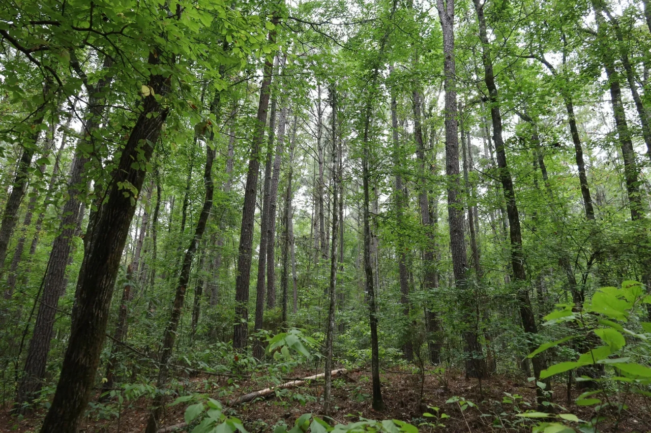 LA Caldwell 9.5 acres Hunting Land for Sale