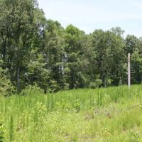 Watson Road - Kemper Tract images 2