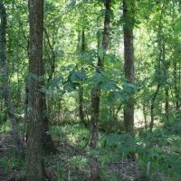 Watson Road - Kemper Tract images 3