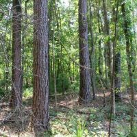 Watson Road - Kemper Tract images 4