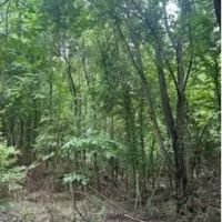 39.8 Acres in Carroll County in Greenwood MS images 2