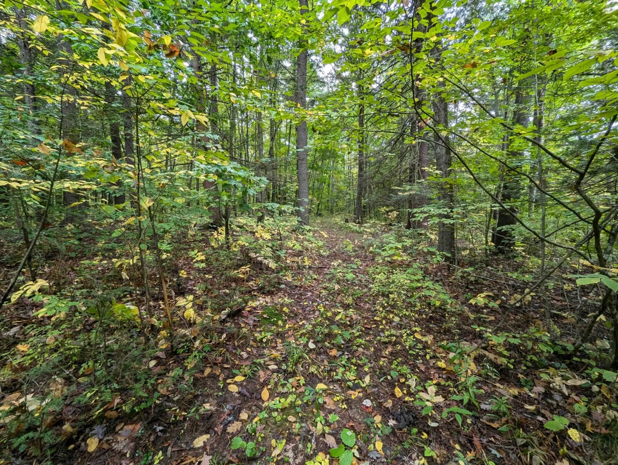 116 acres Hunting and Recreational Property in Lindley NY Bell Hill Rd