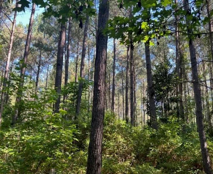 31 Acres in Winston County in Lousiville MS featured image