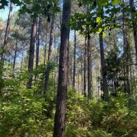 31 Acres in Winston County in Lousiville MS