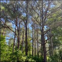 31 Acres in Winston County in Lousiville MS images 4