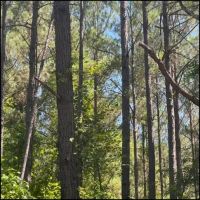 31 Acres in Winston County in Lousiville MS images 5