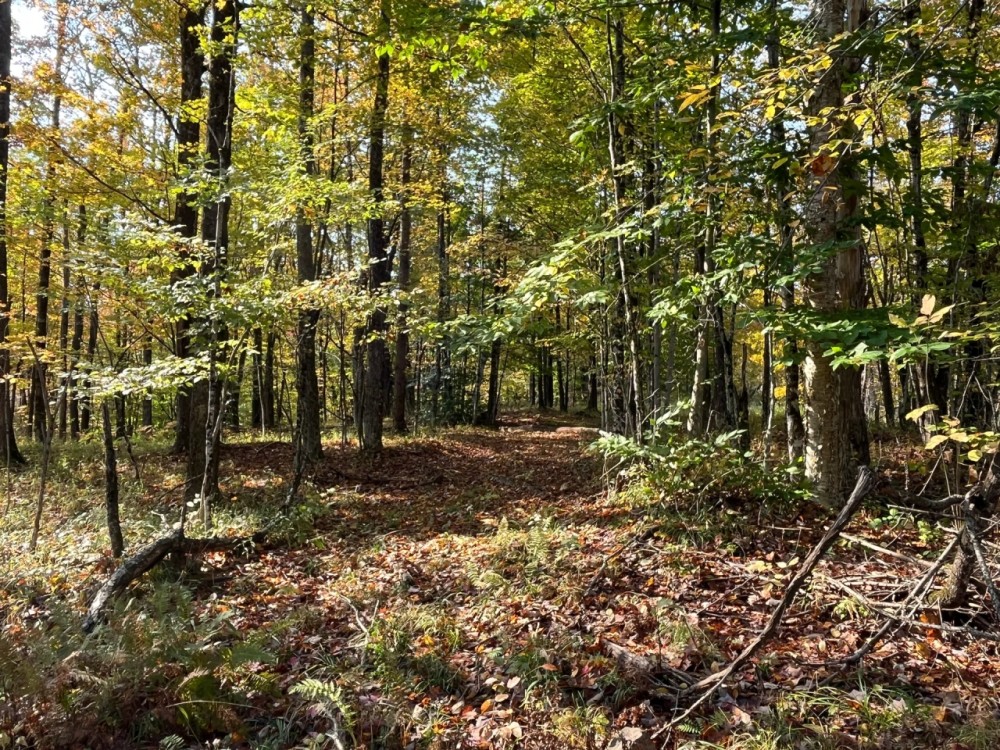 13 acres Hunting Land with Cabin Site Colton NY featured image