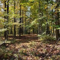 13 acres Hunting Land with Cabin Site Colton NY