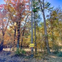 21 Acres Hwy 37 T-5 Kiskadee images 4