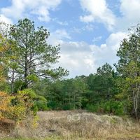 146 Acres CR 2115 Tract 1011 images 3