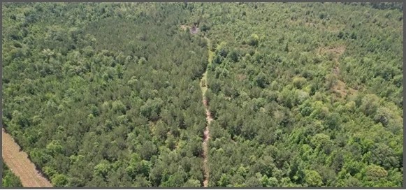 80 Acres in Clarke County in Pachuta MS featured image