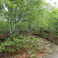 4,800 Duck hunting Brewster Ponds and Woodlands in Barnstable, MA